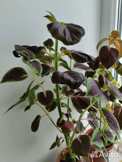 Колеусы разные сорта