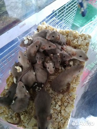 Продаются крыски различных пород и окрасов