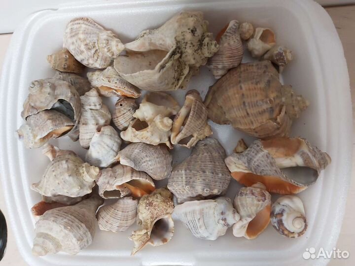 Ракушки для поделок или аквариума