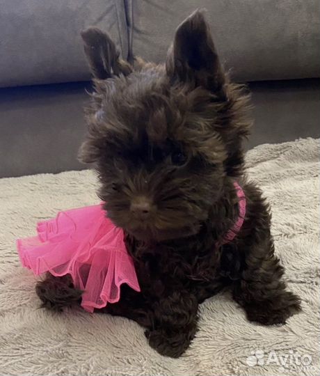 Щенки шоколадного йорка