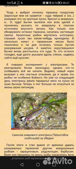 Корм для цихлид животноядные рыб приманка