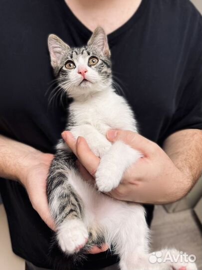 Котенок в добрые руки