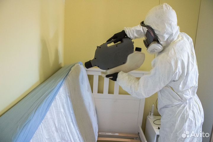 Тараканы, клопы, осы, плесень,запахи, мыши