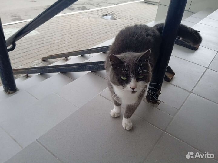 Домашние животные кошки