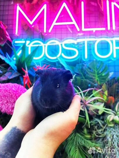 Морская свинка крестед сатиновый