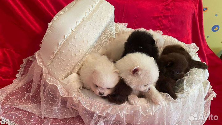 Шпицы мишки мини