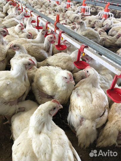 Бройлер росс 308