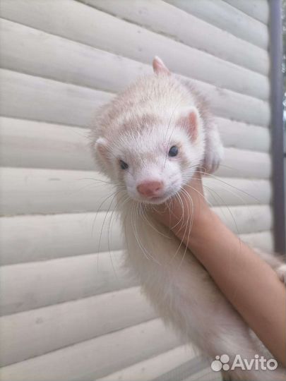 Зеленоглазые хорьки экзоты