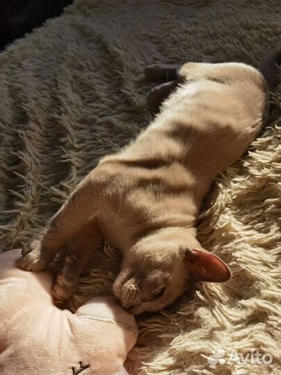 Бурманский котенок