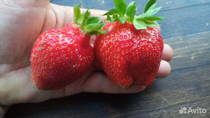 Продаю саженцы сортовой клубники