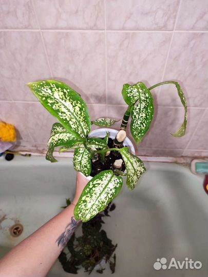 Диффенбахия