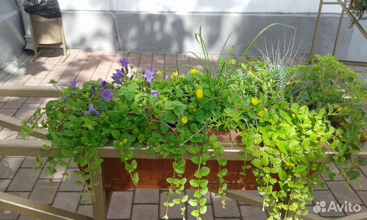 Вербейник монетчатый - многолетник