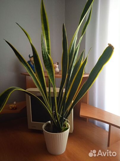 Сансевиерия