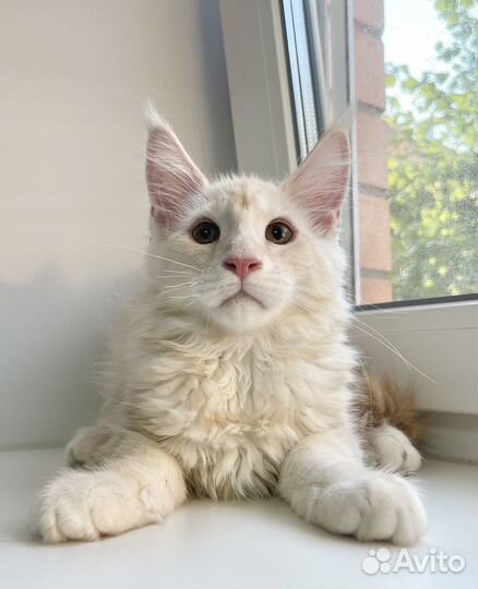 Котята мейн-кун