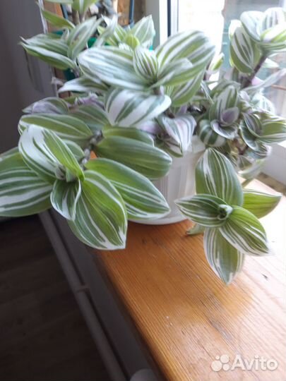 Комнатные растения