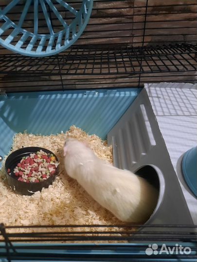 Крысята Дамбо