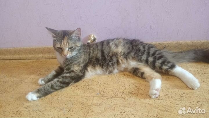 Трёхцветная кошечка на счастье