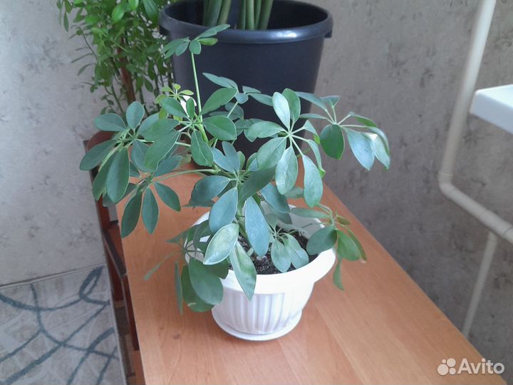 Комнатные цветы