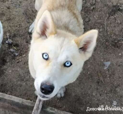 Метис хаски в добрые руки