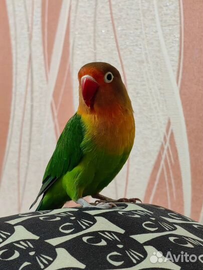 Попугай неразлучник Фишера