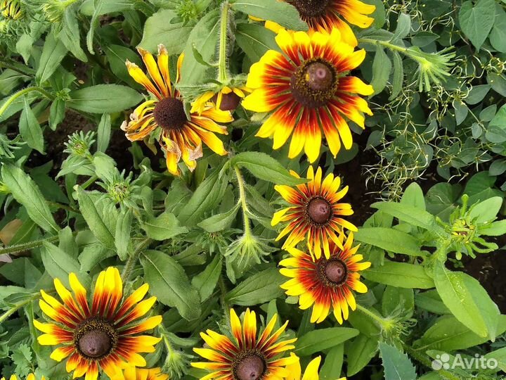 Растения, многолетники