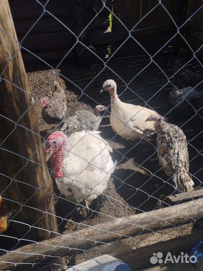 Индюки индюшки и курицы породы доминант