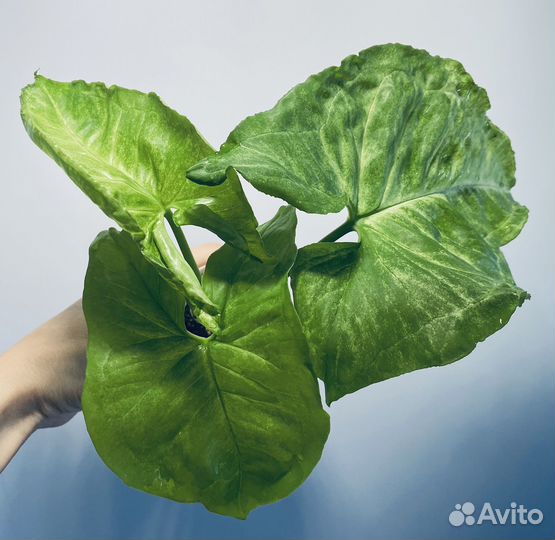 Сингониумы разные