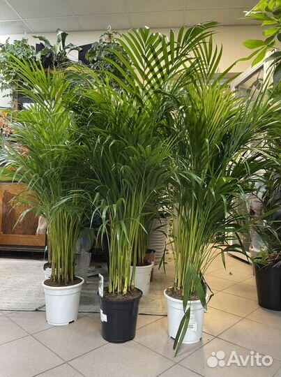 Пальма арека дипсис