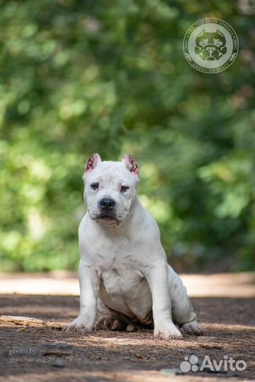 Американский булли стандарт