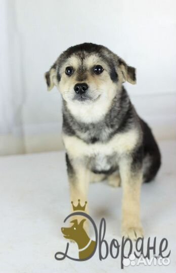 Отдаем Берту в добрые руки