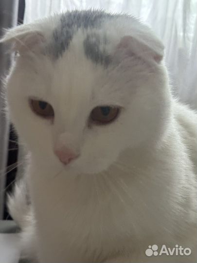 Кошечка вислоухая отдам в очень хорошие руки