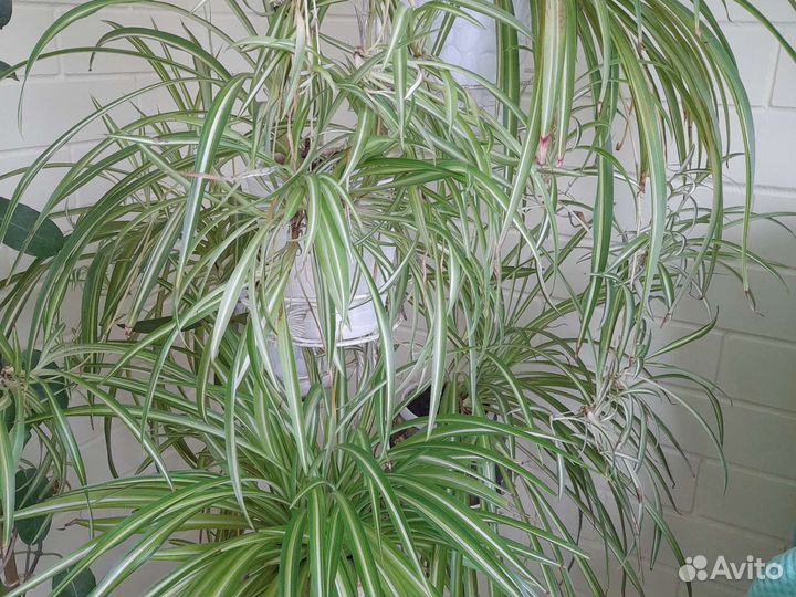 Хлорофитум