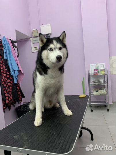 Грумминг на Тимирязевской