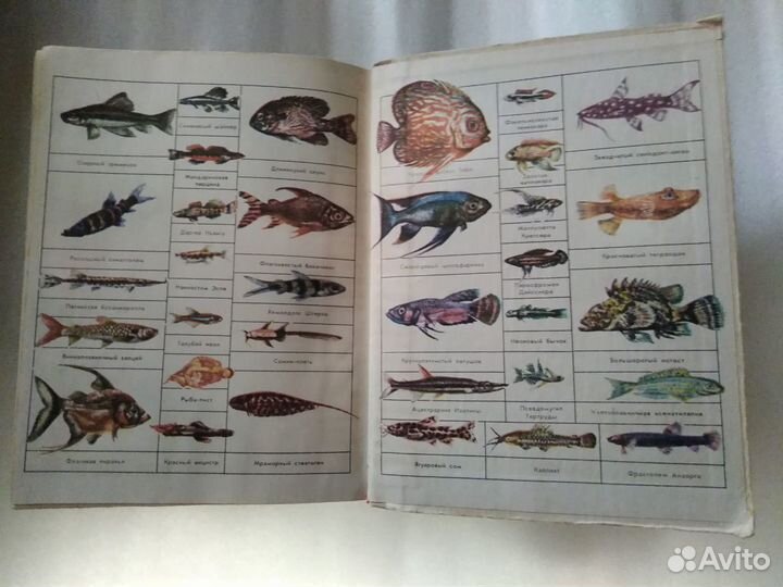 Декоративное рыбоводство Новая