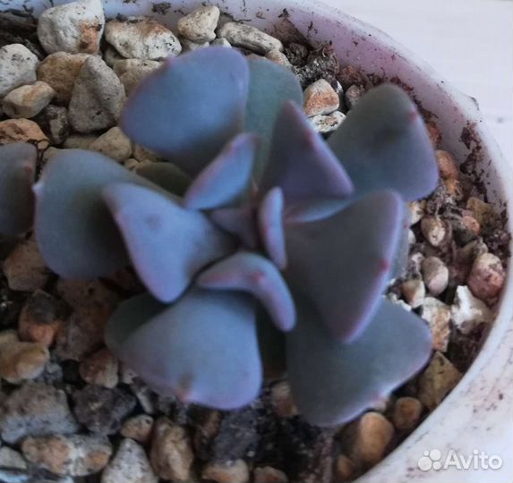 Суккуленты