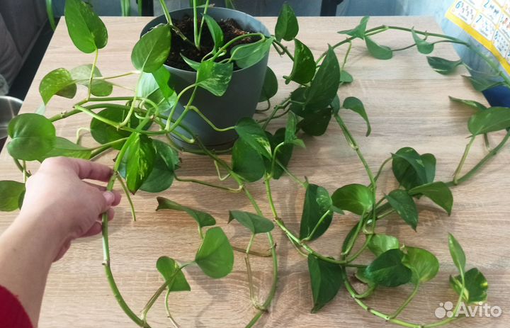 Комнатные цветы