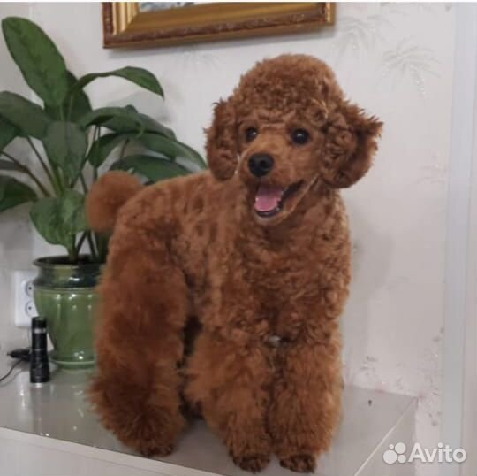 Карликовый пудель