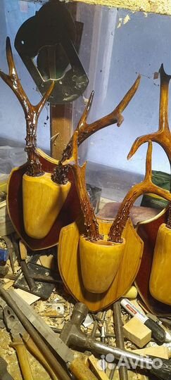 Рога косули оформленые