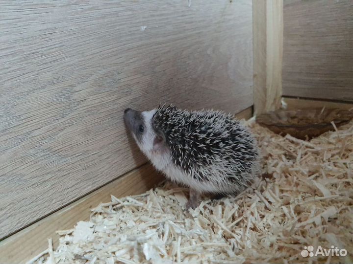 Африканский ежик