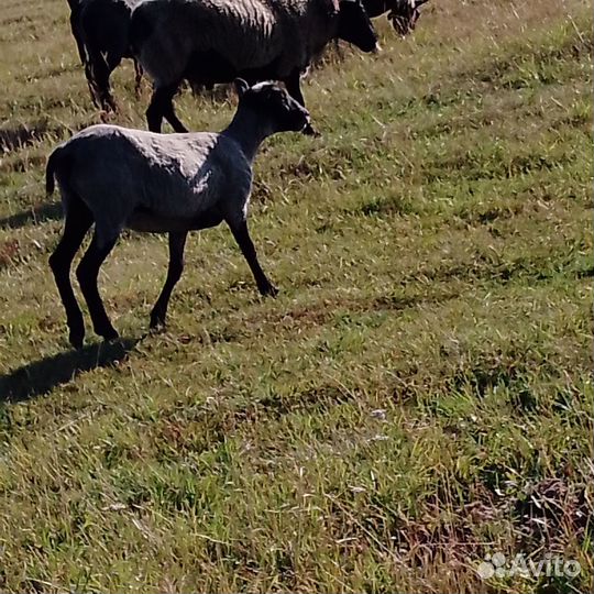 Романовские овцы, и бараны на племя