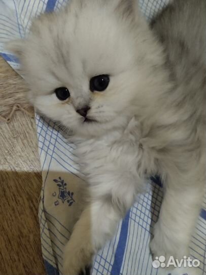 Британский,серебряный,шиншил