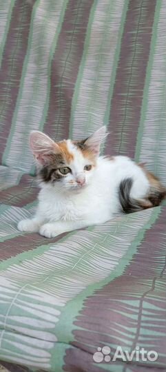 Котенок в дар бесплатно