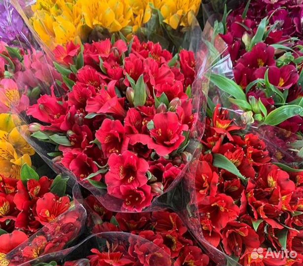 Цветы оптом и в розницу