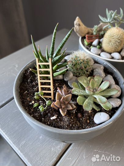 Кактусы и суккуленты