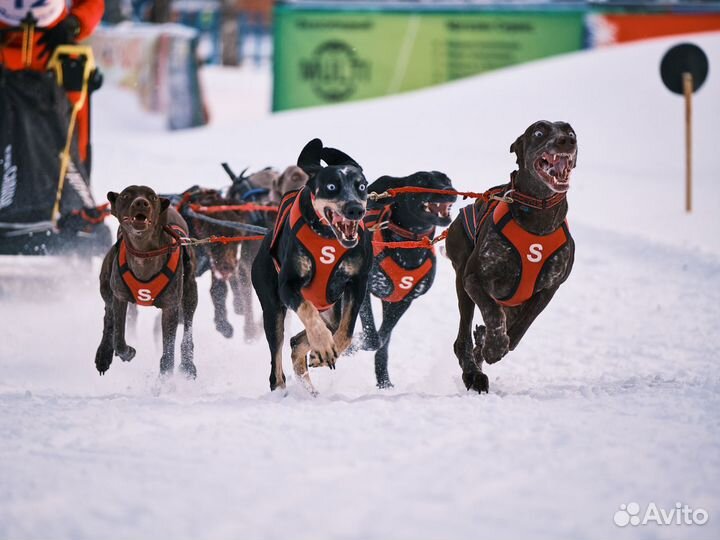 Шлейки, пояса и снаряжение для ездового спорта