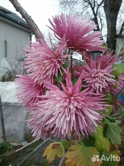 Цветы комнатные и садовые