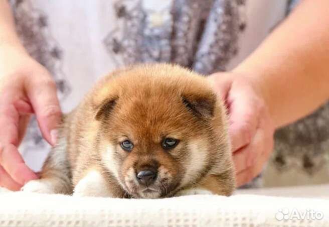 Щенки сиба ину