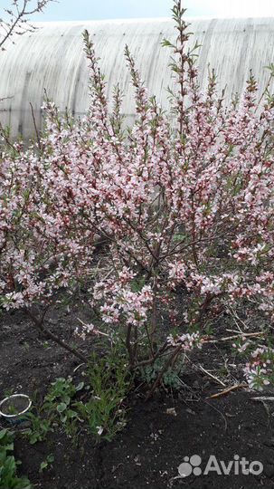 Декоративные кустарники