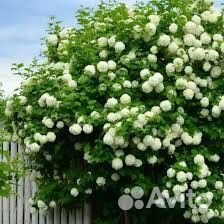 Саженцы kalina бульденеж