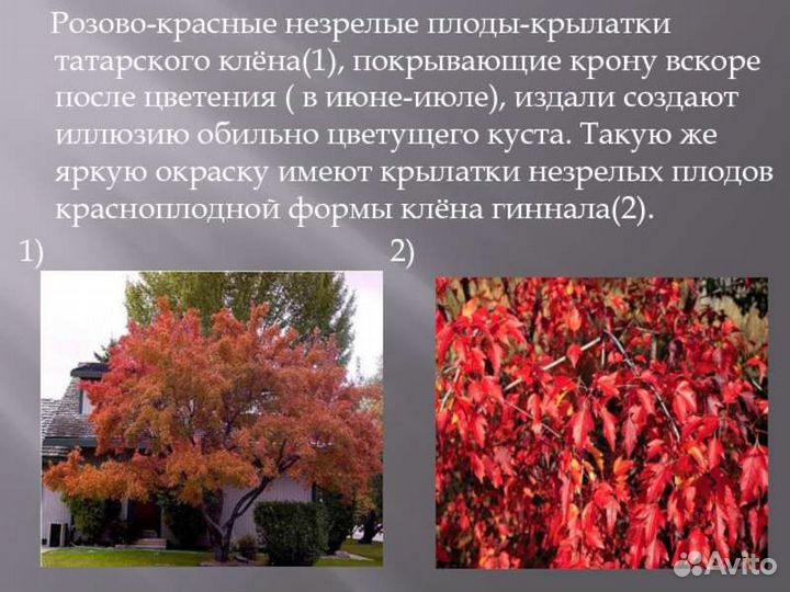 Клен гиннала